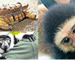安省動物園3動物遭竊 員工哭求歸還
