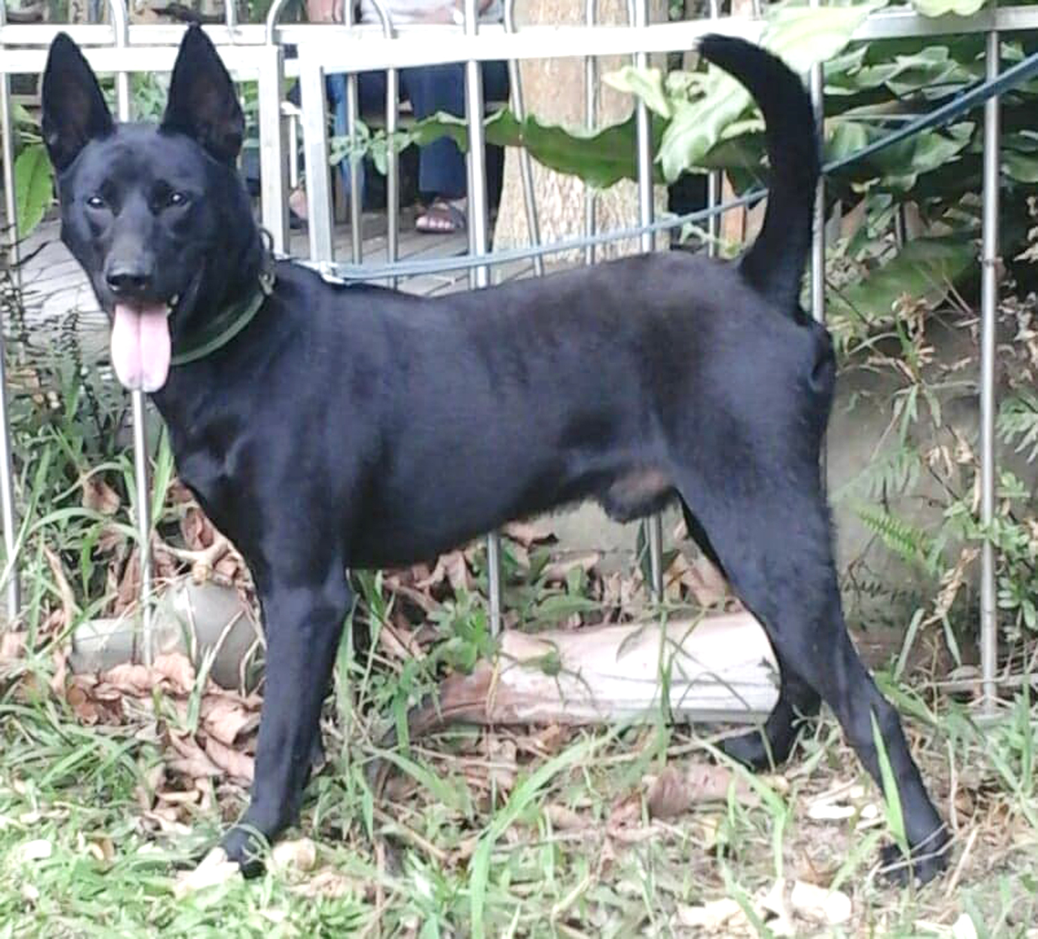 黑皮是一隻純種台灣犬