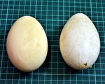 “假蛋工厂”运作中 不是黑心工厂而是……