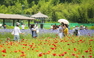 組圖：韓國仁川大公園繁花盛開 美不勝收