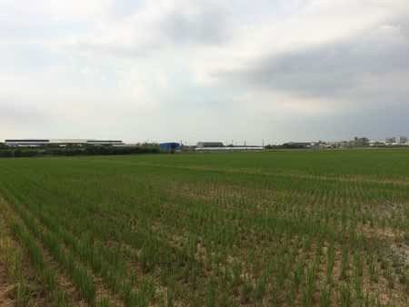 高雄农田水利会年初启动抗旱机制，轮灌制度奏效，高雄一期稻作5月底完成供灌。