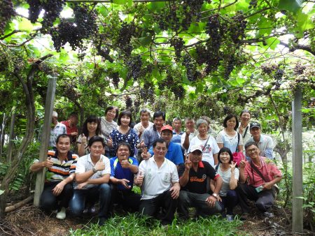今年因为天候的因素，黑后葡萄的结果率很高，有近1千箱的葡萄收成，陈献宗特别邀请来宾到他的葡萄园去参观。