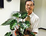 秋海棠權威學者殞落 收藏獨步全球點亮台灣之光