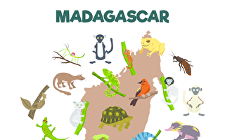 亞洲毒蟾威脅馬達加斯加生物多樣性