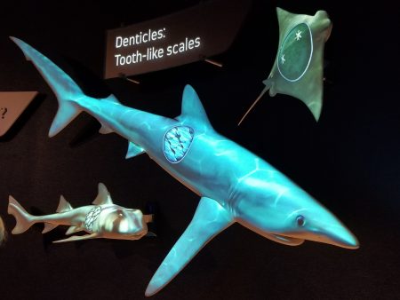 透过机械互动仪器可以观看鲨鱼的身体结构。