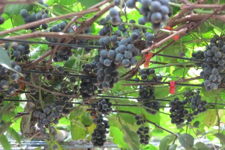 陈献宗近年来种出3株新品种，是黑后与传统葡萄杂交而成，新种葡萄香气更浓郁，未来可酿出更醇美的红酒。