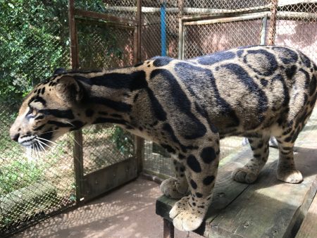 綠山動物園是全球規模最大的雲豹保育復育基地，至今已成功繁殖出上百隻雲豹。