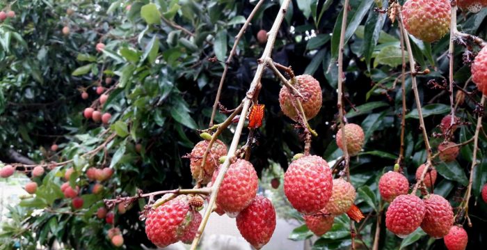 防治外來蟻與荔枝椿橡 蟲蟻專家有一套 | 高美溼地 | 鍾元凱 | 大紀元