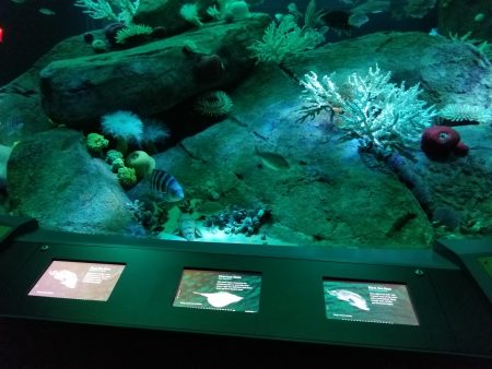 展览馆设置互动触控萤幕导览海中生物介绍。