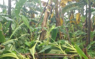 屏東縣豪雨農損1700萬元 香蕉最嚴重