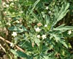 防外来植物银胶菊蔓延  嘉县府呼吁民众移除