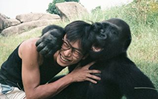 与金刚猩猩在一起 保育员总打赤膊 背后原因很有趣