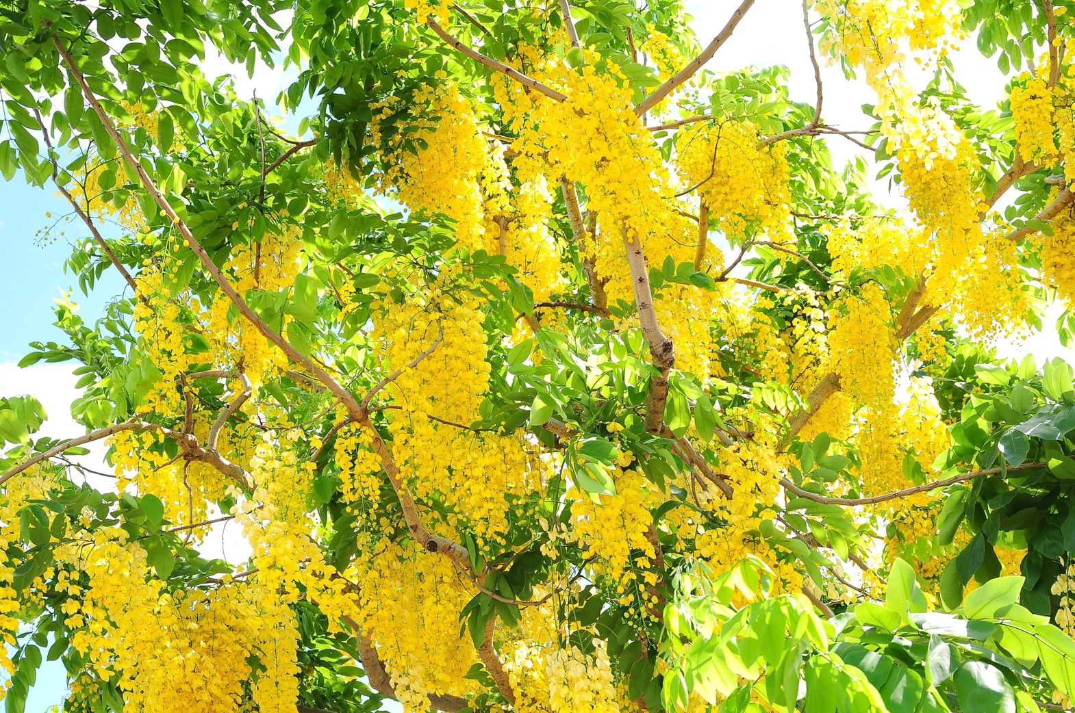 金黄花雨阿勃勒见证台湾荷属时期历史 金黄花串 波斯皂荚 皂素 大纪元