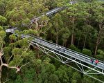 西澳巨人谷樹頂步行道 懸掛於40米高空的棧橋