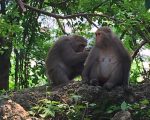 獼猴降一般類仍受保障 台農業局：獵捕罰30萬