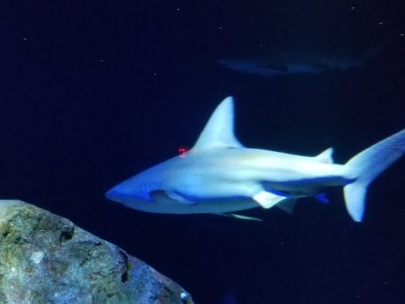 鲨鱼悠游在为它们打造的水世界中。