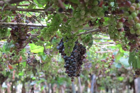  陈献宗种植的葡萄都是黑后葡萄，每株都是35年的老欉，因为酸度高，酿出的红酒单宁酸的成分很饱满。