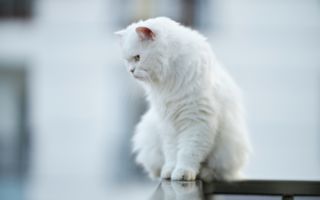 白猫出招～找橘猫玩逗猫棒 主人轻松又开心