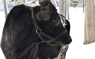 下雪啰！小牛满心欢喜伸出舌头 模样超可爱