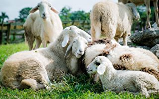 兩隻綿羊為抓癢爭搶岩石 牠們可能生病了