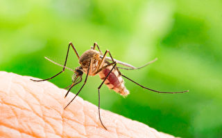 夏季预防蚊虫叮咬 专家支招