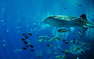 驚人！潛水員遇大型生物 原來是大鯨鯊出巡