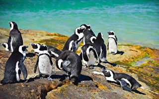 黑脚企鹅命运坎坷 许它们幸福无忧的未来