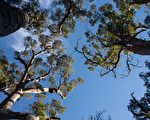 【西澳旅遊】一路向南 Pemberton樹之旅 給身心充個電