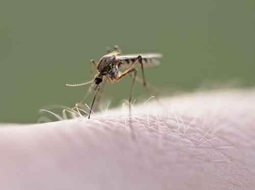 聖佛南多谷現兩例西尼羅河病毒蚊