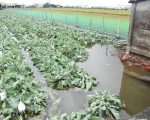 連日豪雨菜價齊聲喊漲 林聰賢下鄉巡查農損