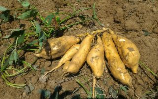 桃园区农改场创新耕作模式   低耗水作物甘薯