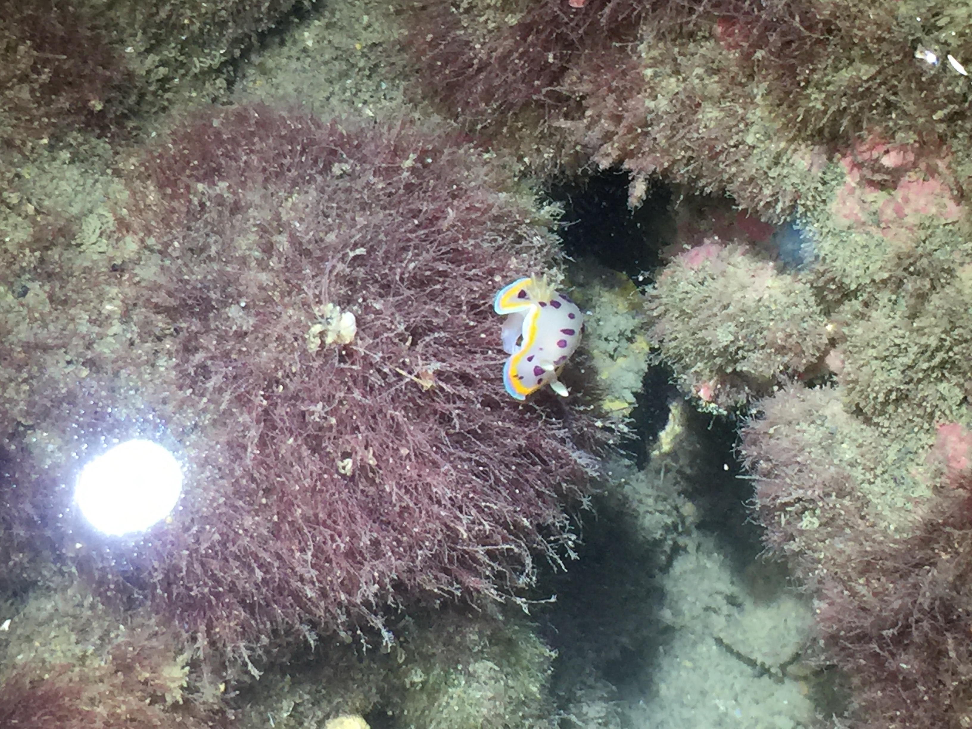 大潭藻礁惊喜发现本岛第一笔小丘多彩海蛞蝓 桃园在地联盟 成功大学 大纪元