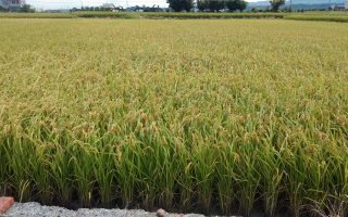確保產量又省肥 水稻合理化施肥成果展