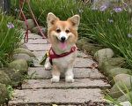 每個月投藥 避免感染心絲蟲