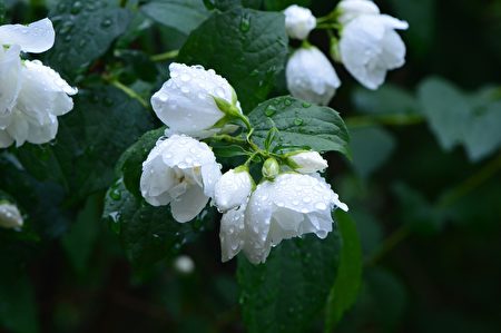 花意诗心】茉莉花雪魄冰姿第一香| 大纪元