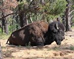 報告：加拿大最大國家公園環境全面惡化