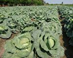 台风来袭  台农粮署：蔬菜价平稳