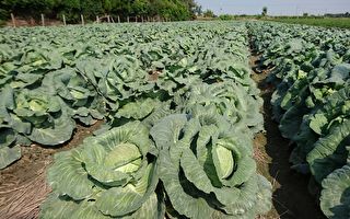 颱風來襲  台農糧署：蔬菜價平穩