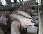 中國爆非洲豬瘟 農委會禁陸客參觀牧場