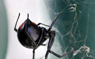華裔科學家發現黑寡妇蜘蛛越来越北移