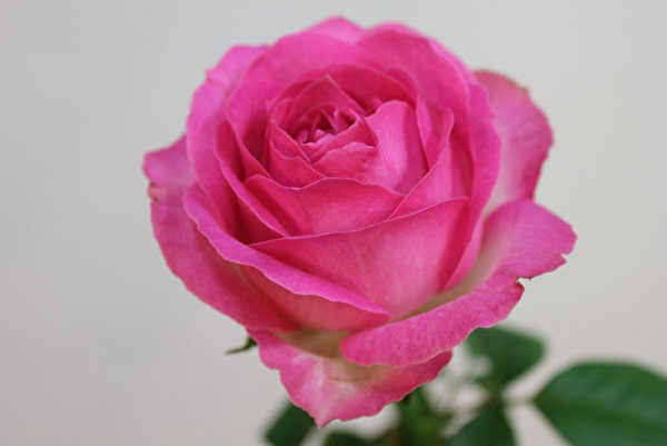 新玫瑰为七夕情人节添浪漫 交易量增数倍