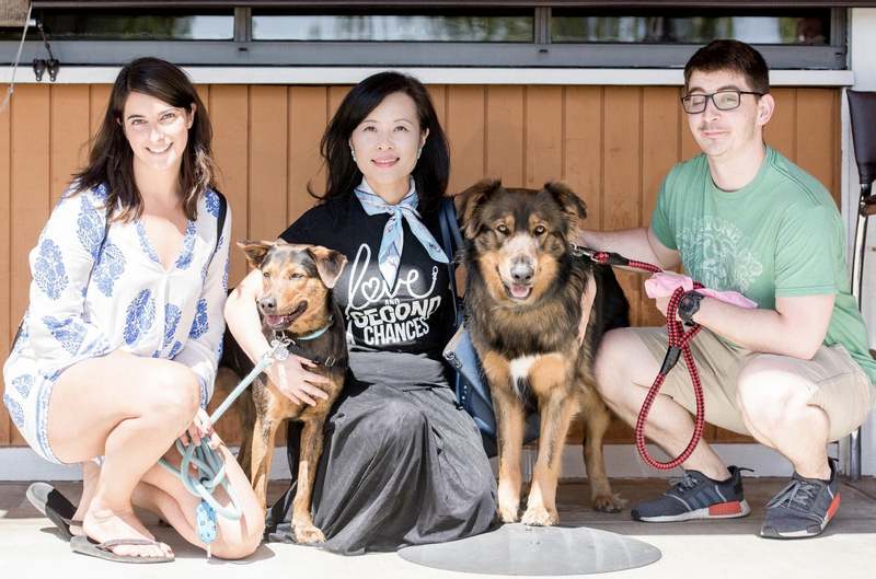 数百只台湾流浪犬在美被领养快乐重生 宠物狗 狗狗 毛小孩 大纪元