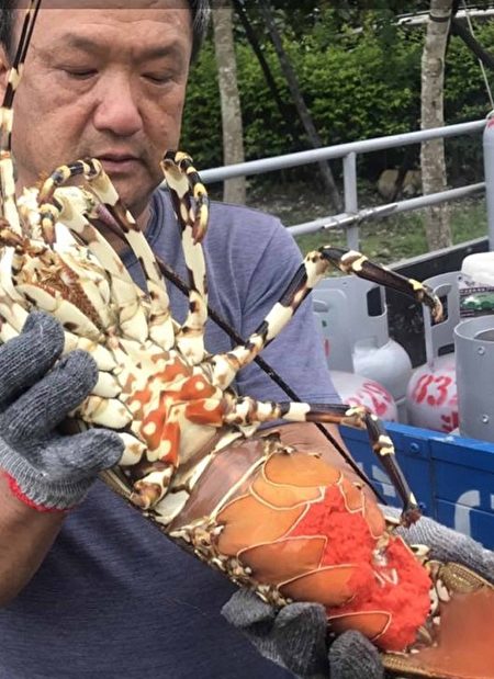 台渔民捕获罕见抱卵大龙虾 海产店买下放生