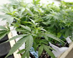 加國大麻合法在即 吸入過量者急增 校園忙禁