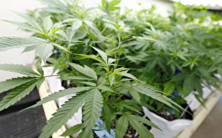 加國大麻合法在即 吸入過量者急增 校園忙禁