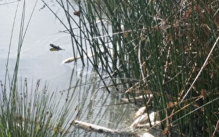 馬里布潟湖漂數百死魚 原因不明
