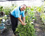 民间药用植物园  延续祖先文化智慧