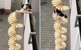 最有创意出门方式 主人为猫咪搭专属旋转楼梯