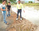 打造美麗新大道 鄉公所、樹藝所攜手籌畫
