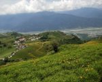 花蓮金針花季登場 六十石山揭開序幕
